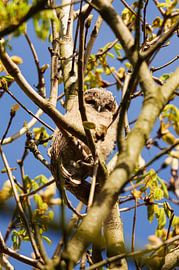 Young tawny owl among the branches by Roland Vaandrager