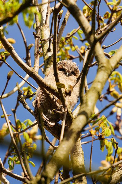 Young tawny owl among the branches by Roland Vaandrager