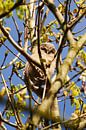 Young tawny owl among the branches by Roland Vaandrager thumbnail