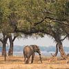 Afrikaanse olifant in Zimbabwe van Francis Dost