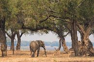 Afrikaanse olifant van Francis Dost thumbnail
