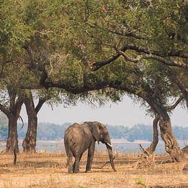 Éléphant d'Afrique au Zimbabwe sur Francis Dost