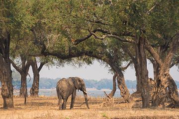 Afrikaanse olifant in Zimbabwe van Francis Dost