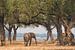 Afrikaanse olifant van Francis Dost