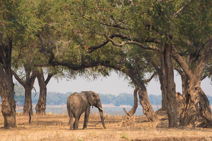 Éléphant d'Afrique au Zimbabwe par Francis Dost