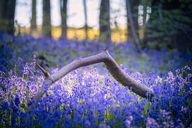 Neigembos – Abgebrochener Ast in einem Teppich aus wilden Hyazinthen