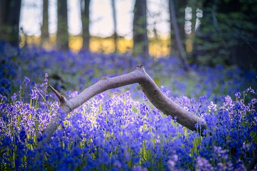 Jacinthes des bois - Forêt - Branche cassée