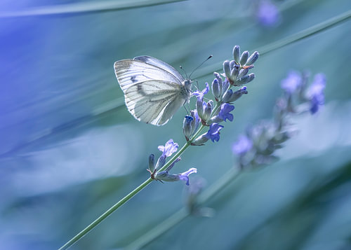 Klein geaderd witje in de lavendel