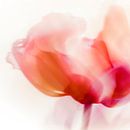 La Tulipe by Paula van den Akker thumbnail