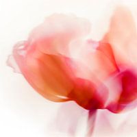 La Tulipe
