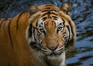 Der Tiger