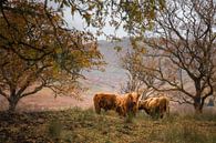Highland (race bovine) par Ton Drijfhamer Aperçu