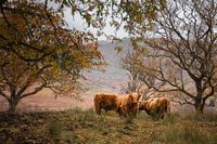 Highlanders