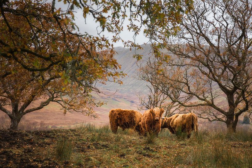 Highland (race bovine) par Ton Drijfhamer