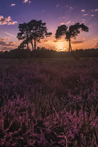 Goldene Stunde auf der Strijbeekse Heide von Patrick Rosenthal