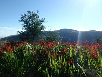Landschap met rode bloemen en boom