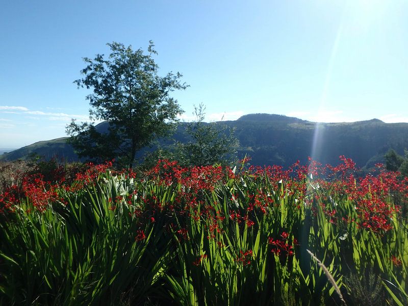 Landschap met rode bloemen en boom van Robin van Tilborg