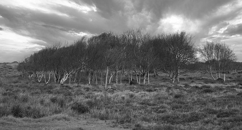 Row of trees in black and white. by Jose Lok