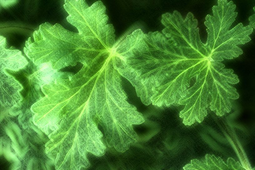 Zitronellablätter par Edgar Schermaul