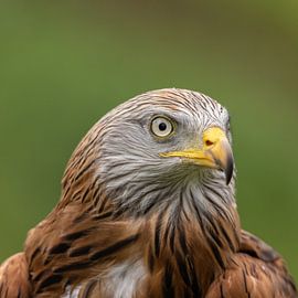 Rotmilan, Milvus milvus. Raubvogel