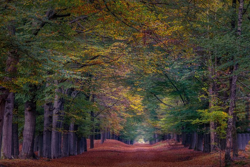 Herbst auf der Veluwe von Henry Smeets