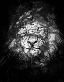 Être observé sur Mike Taylor