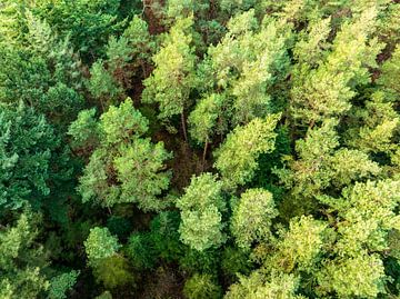 Dennenbos in de winter gezien vanuit de lucht  van Sjoerd van der Wal Fotografie