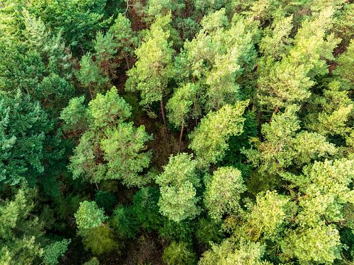 Pine tree forest during winter seen from above  by Sjoerd van der Wal Photography