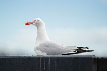 Silver Gull by Zoë Bijl