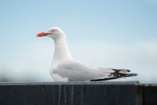 Silver Gull