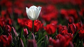 Tulpenvelden Goeree-Overflakkee van Rob van der Teen