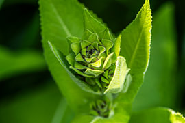 Young elecampane by Andreas Paul