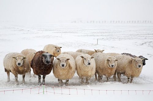 Schapen in de sneeuw 2