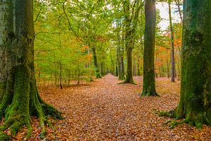 Couleurs d'automne dans la forêt près de Roosendaal