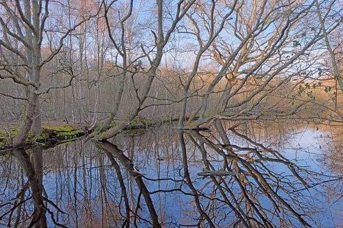 Den Helder, Donkere Duinen- spiegelende bomen