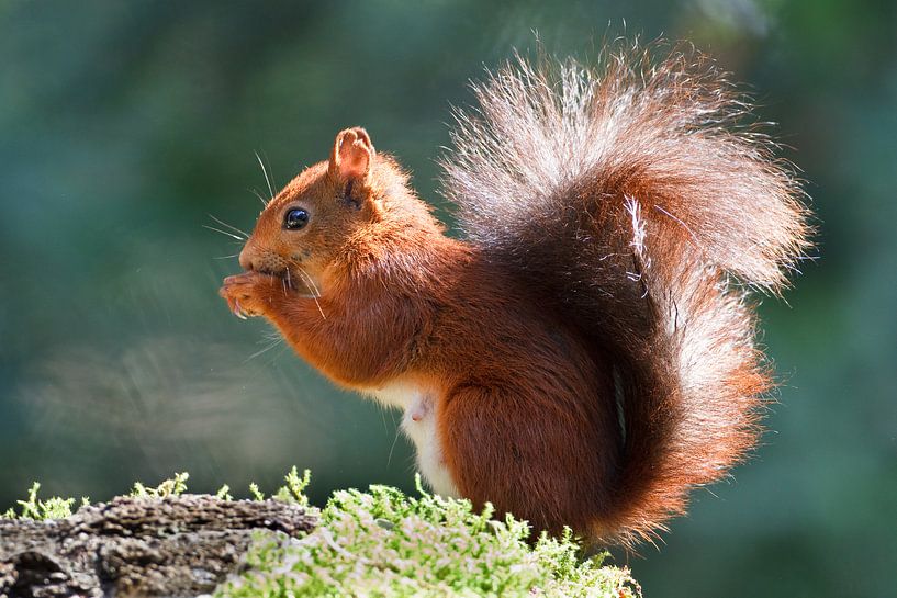 Eichhörnchen von Pim Leijen