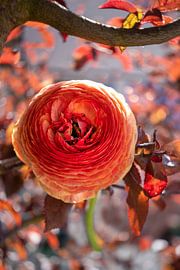 Orange ranunculus by Marly De Kok