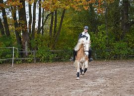 Training with the light brown Haflinger with beige mane