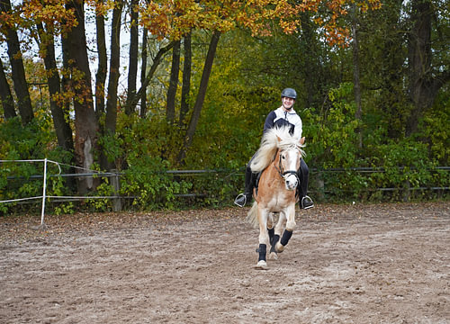 Training met de lichtbruine Haflinger met beige manen