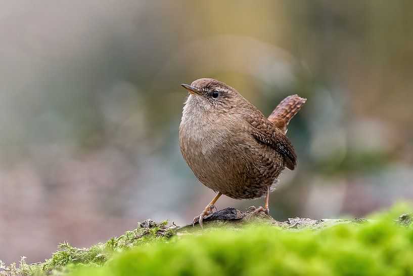 wren by bryan van willigen