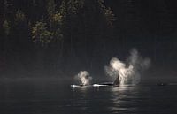 Orcas in magischem Licht