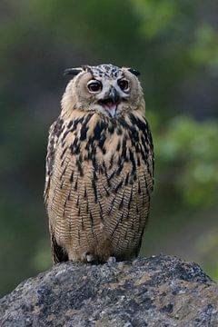 Eagle Owl ( Bubo bubo ) calling, young bird, looks cute and funny van wunderbare Erde