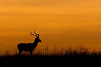 Impala standing in grass at sunrise in Africa