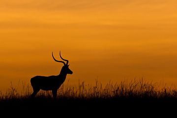 Impala standing in grass at sunrise in Africa by Caroline Piek