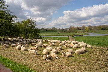 Sheep resting in meadow by Marcel Rommens
