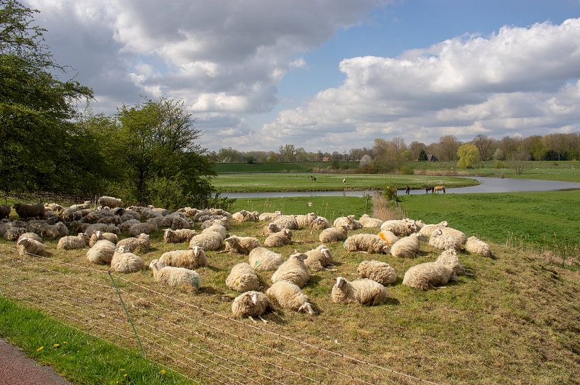 Sheep resting in meadow by Marcel Rommens