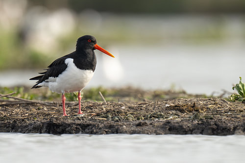 Portrait of an Oystercatcher