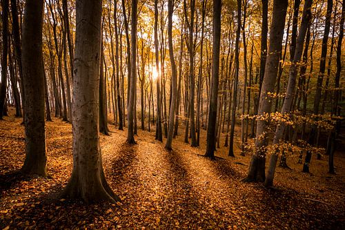 Buchenwald im Morgenlicht