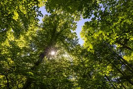 Loofbos van Christoph Schaible