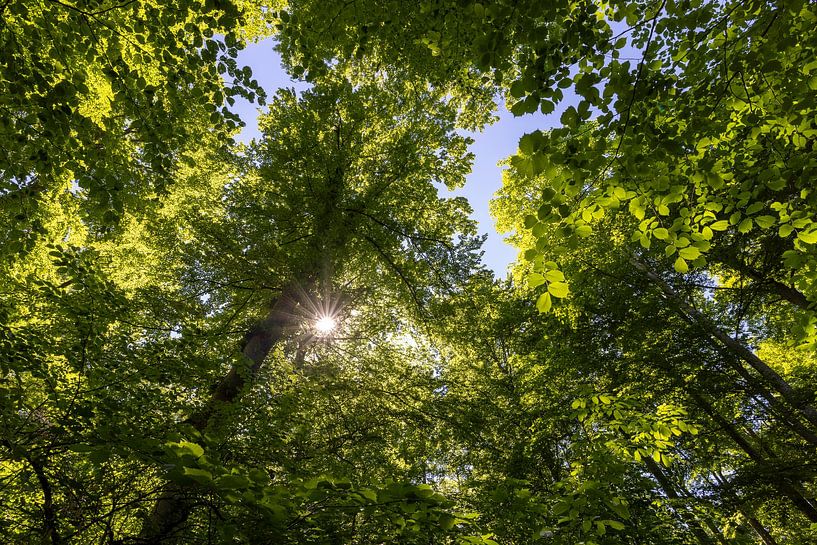 Deciduous forest by Christoph Schaible